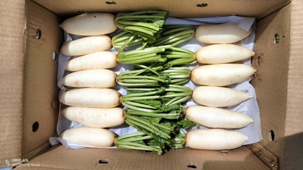 Fresh radish and drumstick vegetables packed for export shipment