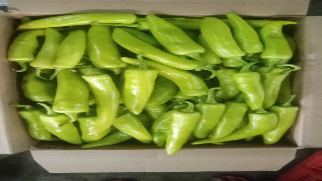 Fresh green chillies packed for international vegetable export