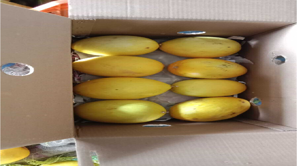 Fresh mangoes packed in carton boxes for export to Maldives
