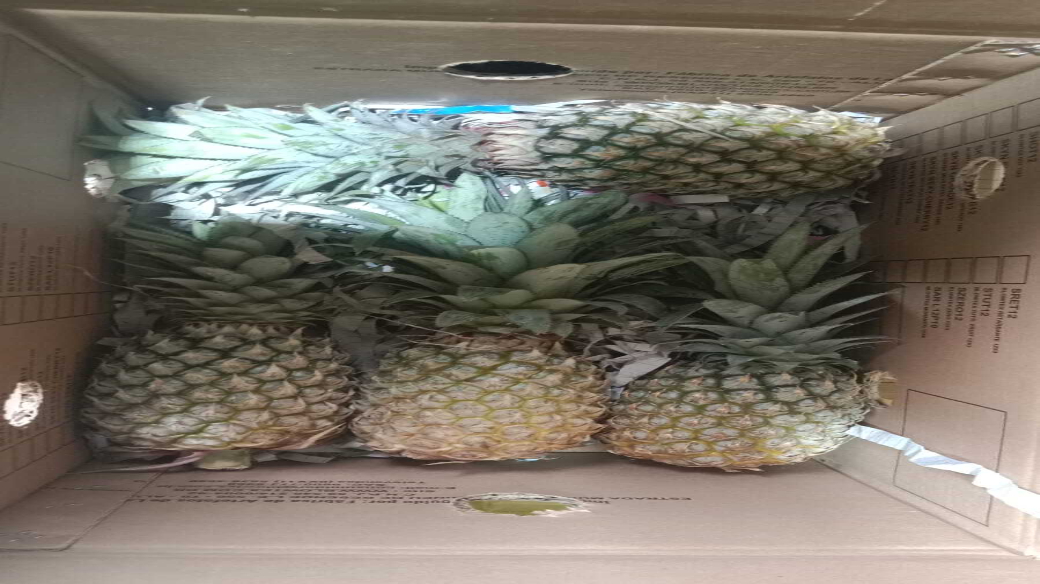 Fresh pineapples packed for international fruit export shipment