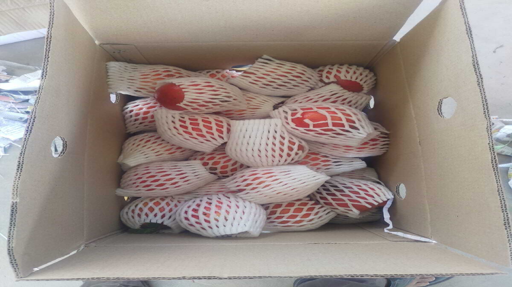 Fresh apples packed with foam protection for export shipment